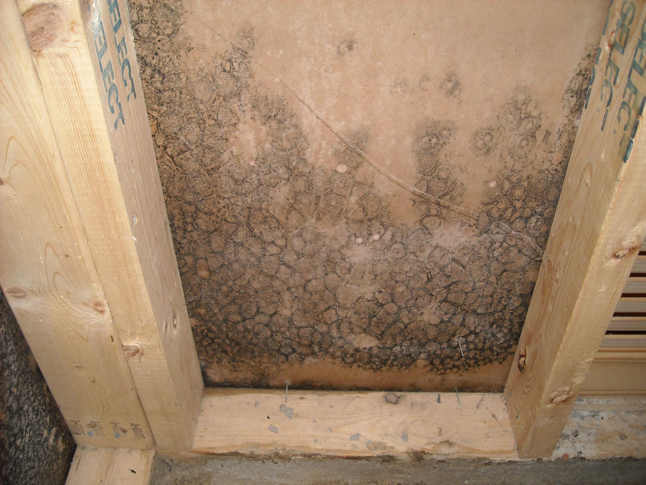 mold damage restoration in ri