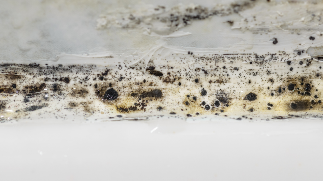 Top Ways to Identify and Eliminate Mold After Water Damage