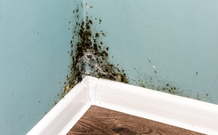 what is black mold and how do you get rid of it