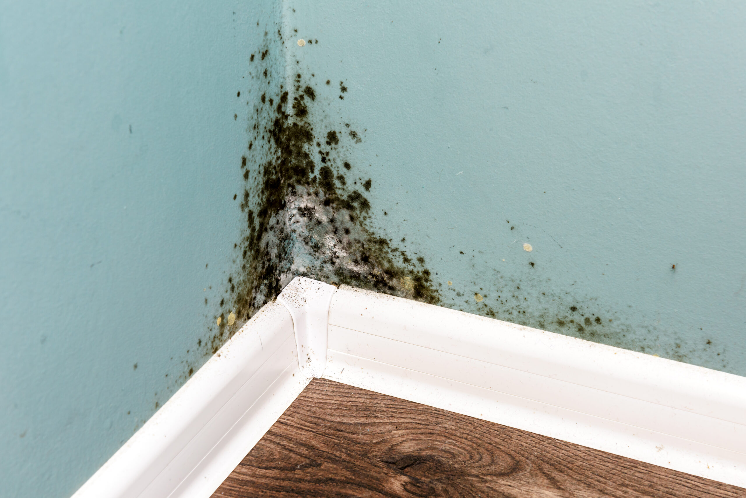 Black mould on wall due to water damage
