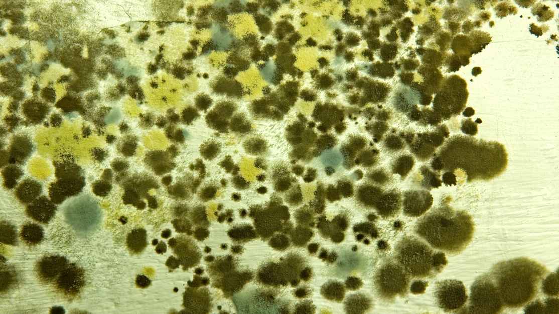 Alternaria dark green spotted mold, another common household mold